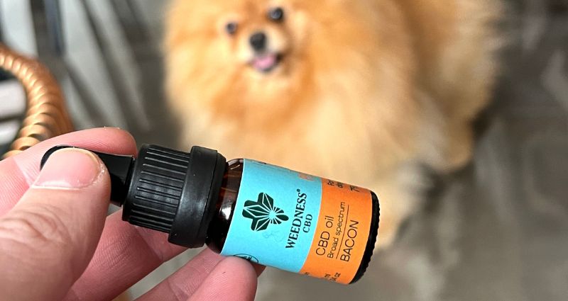 CBD за домашни любимци